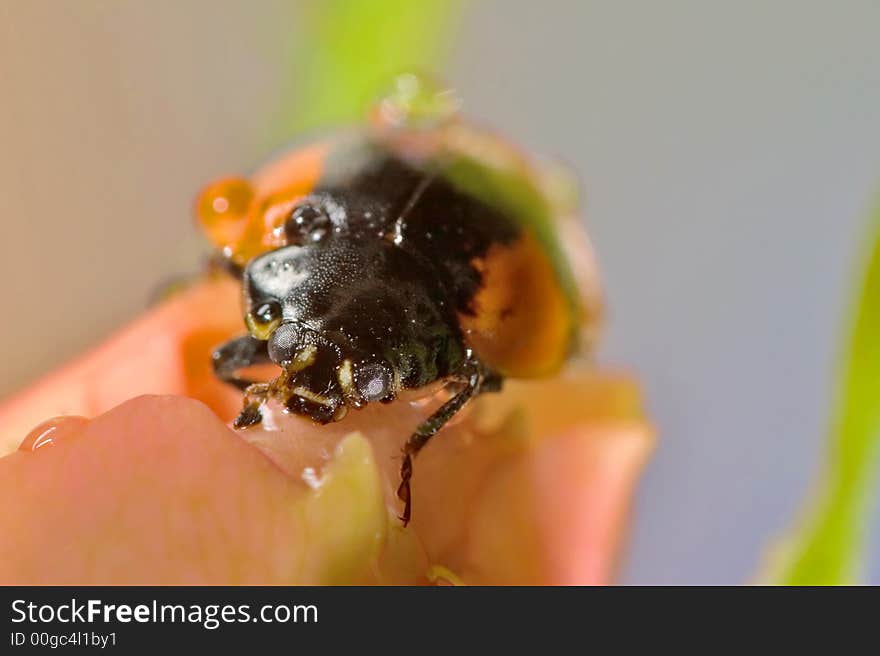 Ladybird portrait in drops