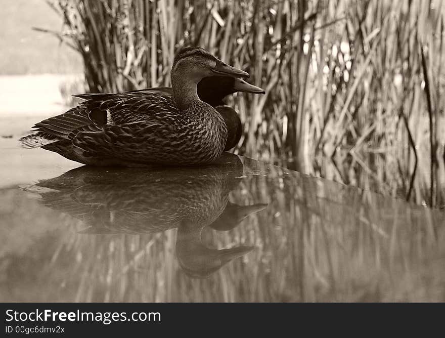 Pair of mallards reflected on a polished stone surface. Not a product of Photoshop. Colour version available. Pair of mallards reflected on a polished stone surface. Not a product of Photoshop. Colour version available