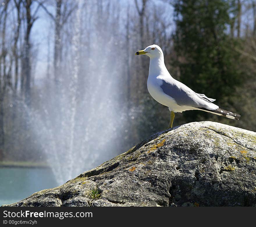 Seagull and Fountain