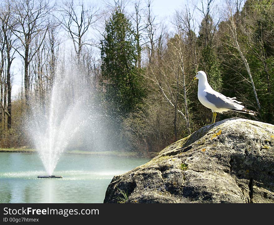 Seagull Watching Fountain