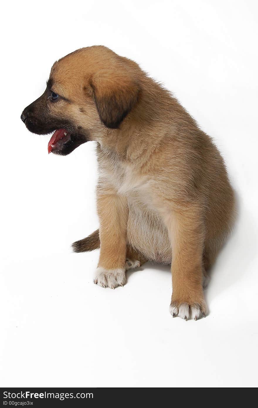 Cute puppy on white background