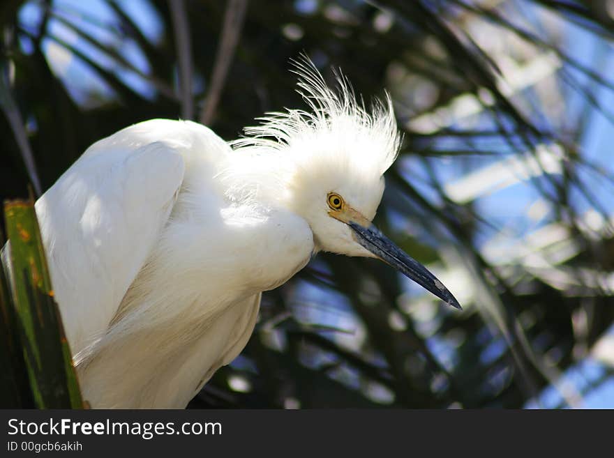 Snowy egret sitting in a tree