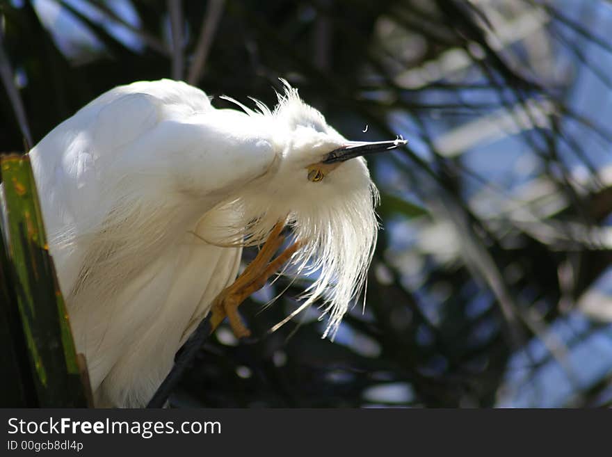 Snowy egret scratching an itch. Snowy egret scratching an itch