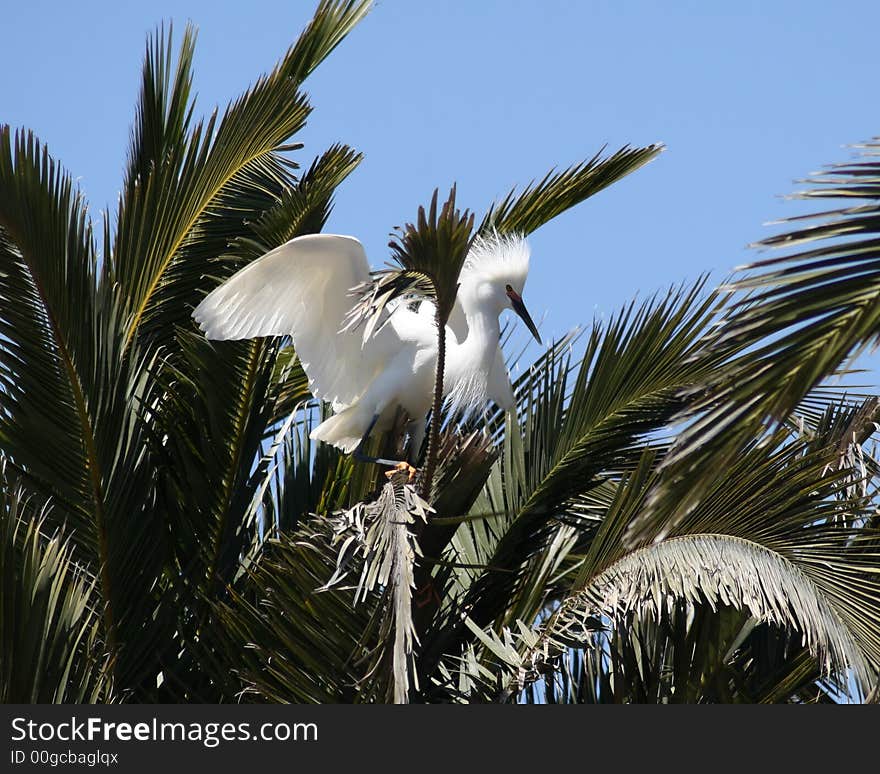 Snowy egret landing in the top of palm trees