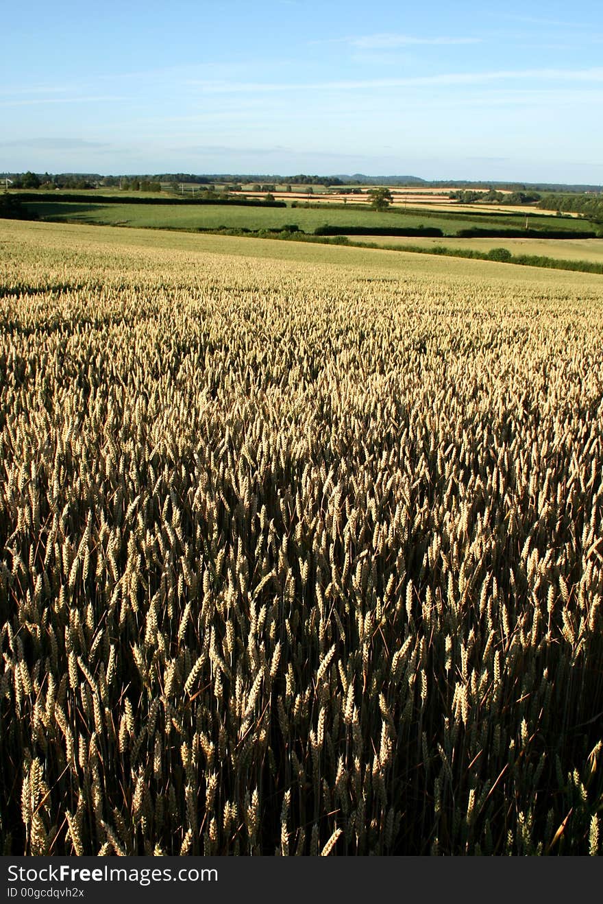 Filed of corn