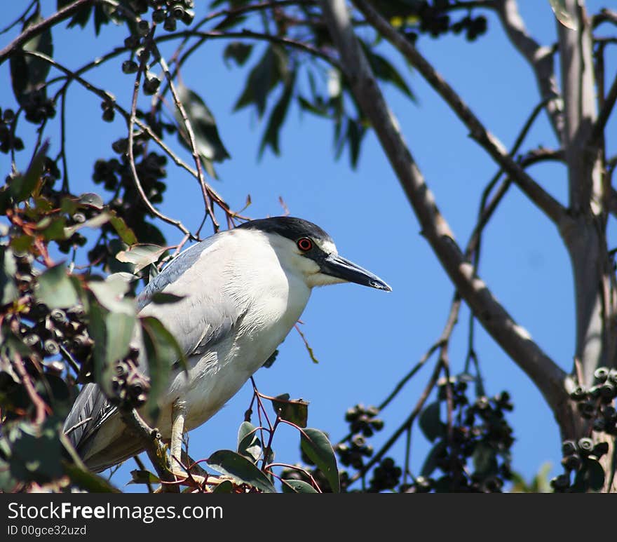 Black Crowned Night Heron