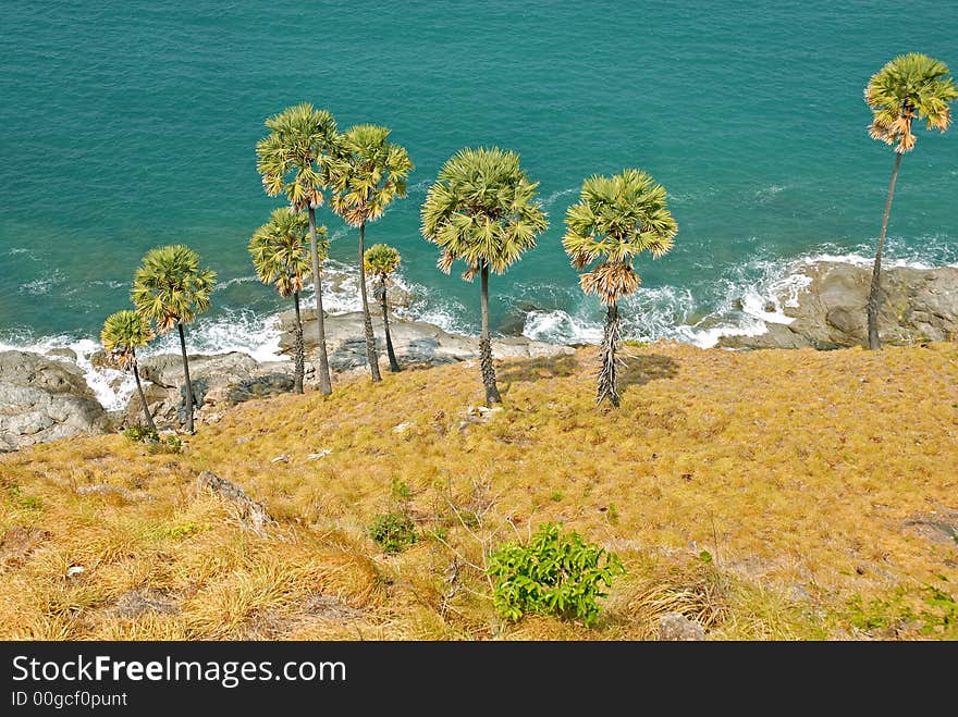 Kind on palm trees and ocean from breakage. Kind on palm trees and ocean from breakage