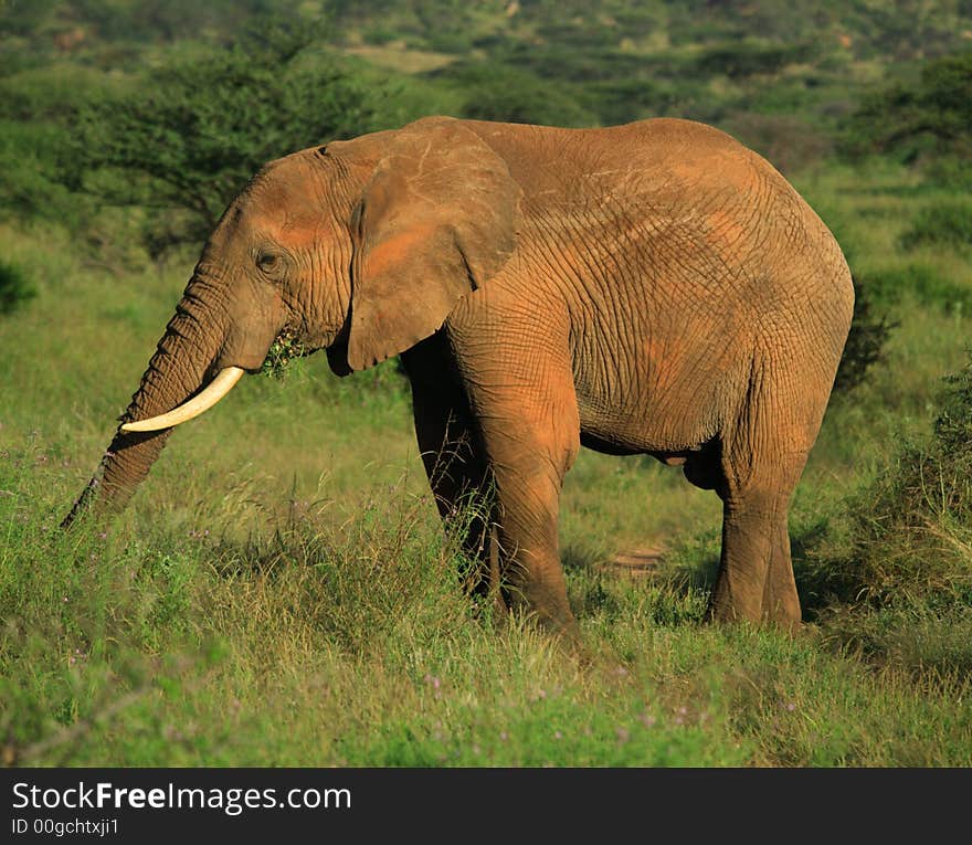 African Elephant eating Samburu National Park Kenya