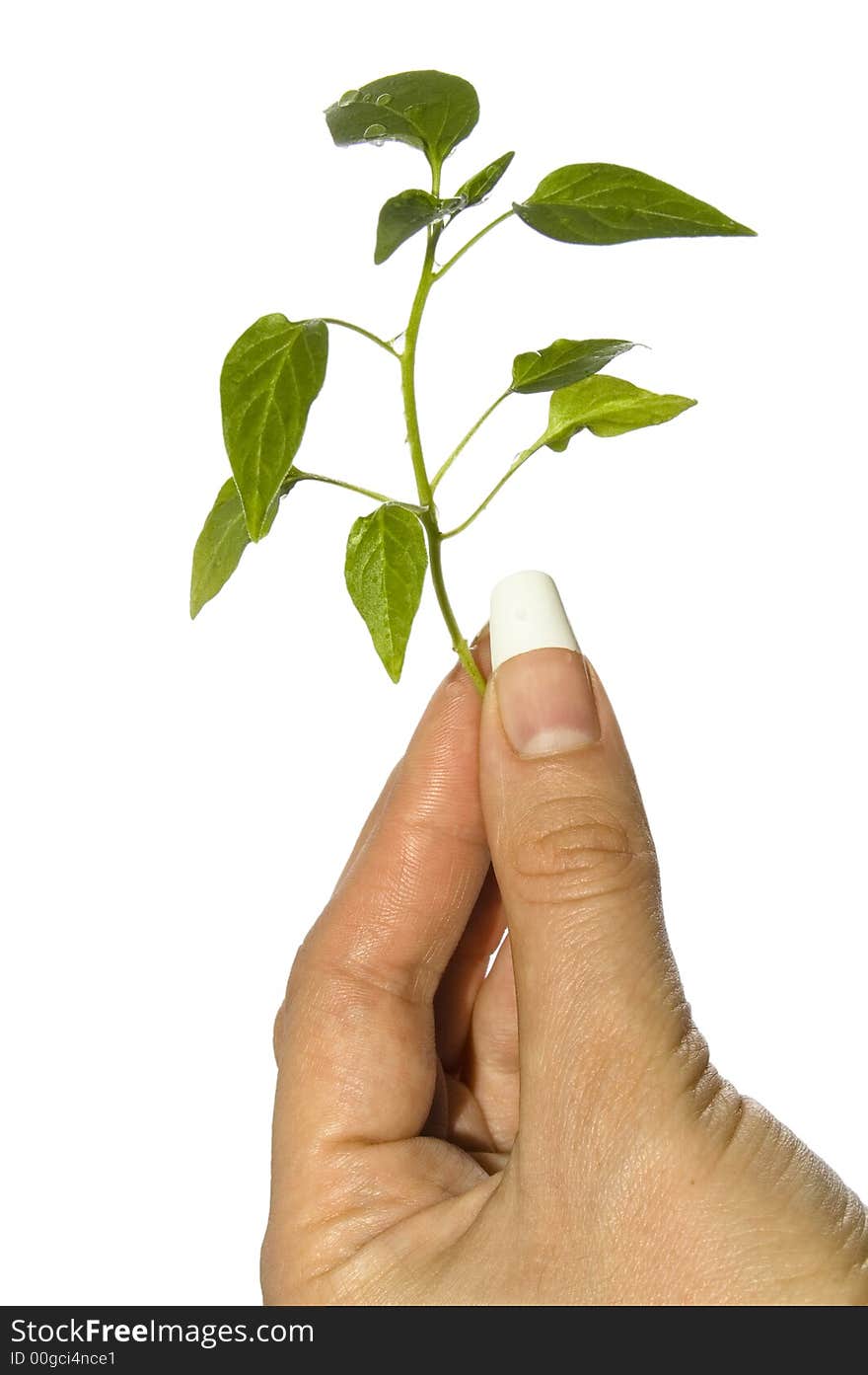 Close-up of seedling pepper in hand