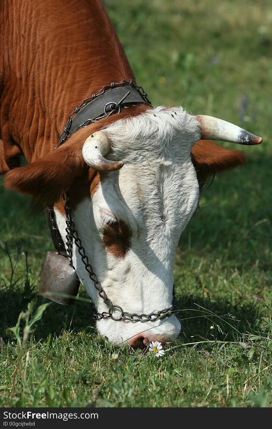 Portrait of a grazing alpine cow. Portrait of a grazing alpine cow