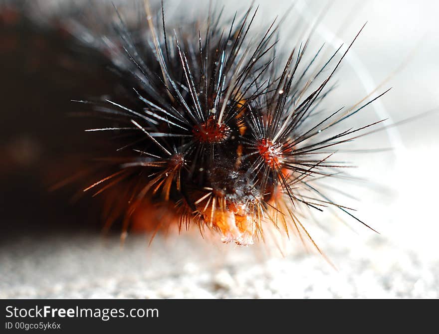 A close up of a furry caterpillar. A close up of a furry caterpillar.