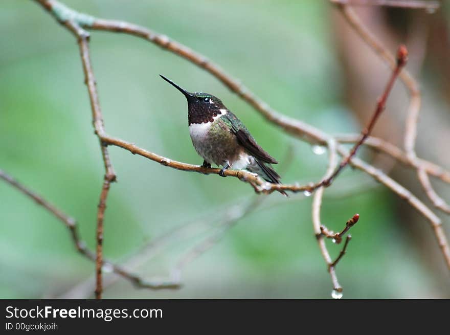 Humming bird in the rain