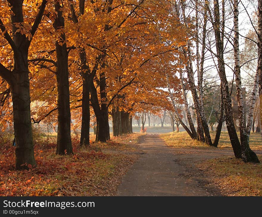 Trees with red-yellow leaves and easy fog. Trees with red-yellow leaves and easy fog