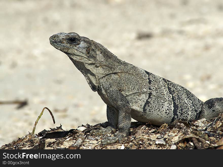 Iguana Close Up