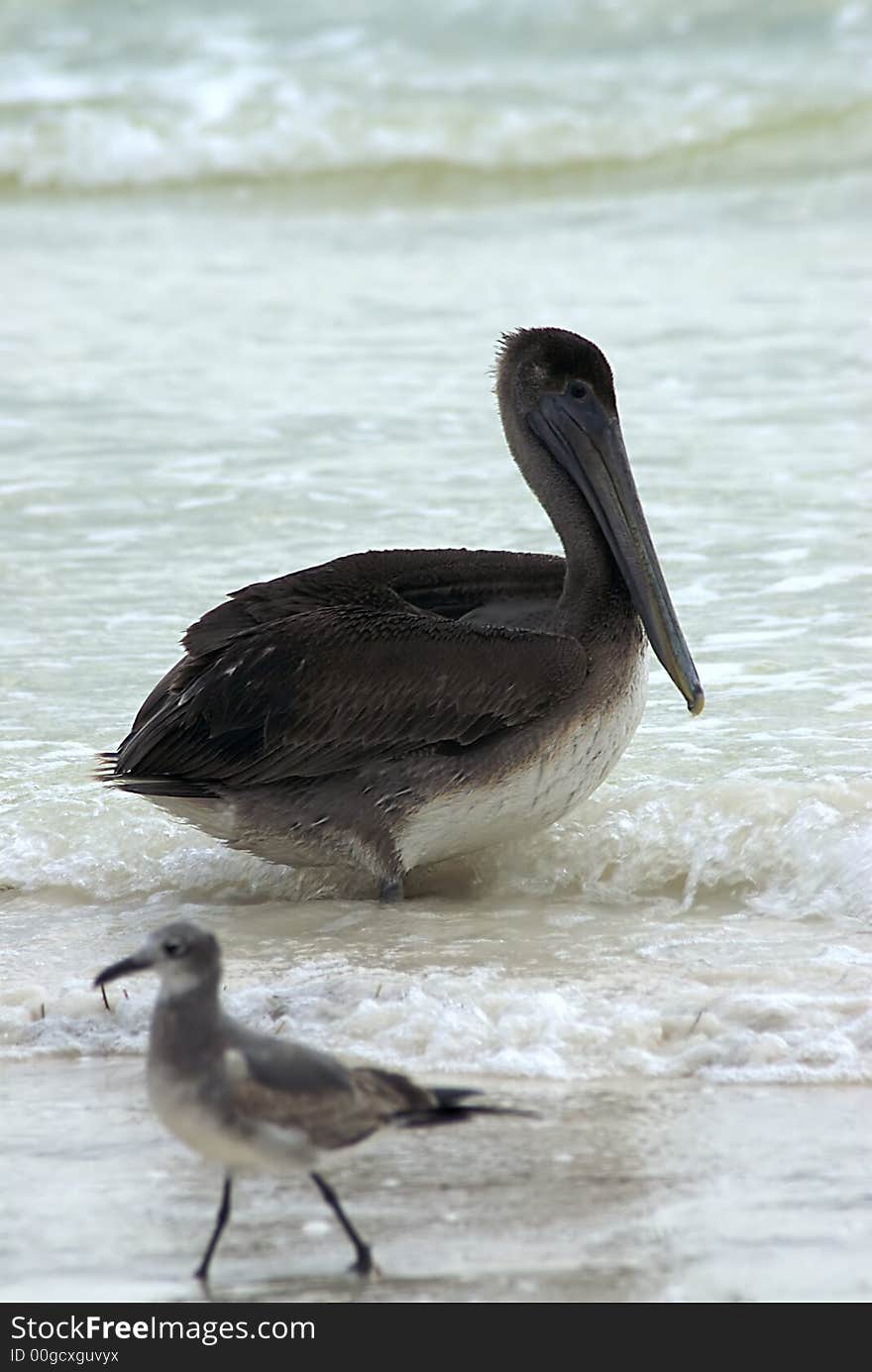 Pelican And Sandpiper