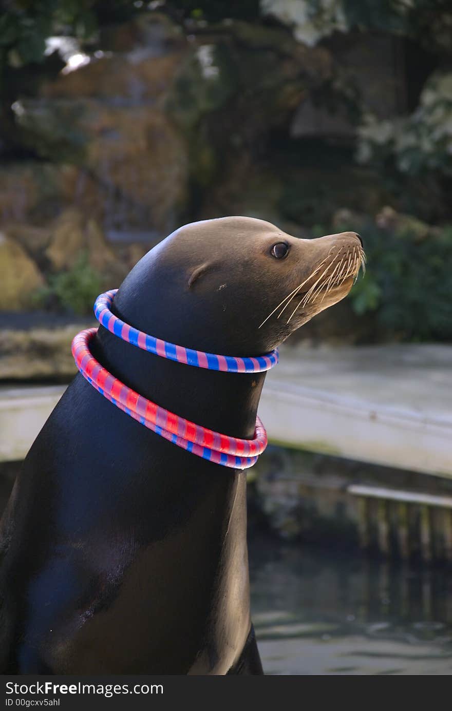 A sea lion with colorful rings around it's neck. A sea lion with colorful rings around it's neck