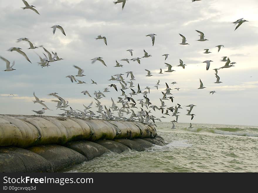 A flock of terns take flight from a man made outcropping at dusk. A flock of terns take flight from a man made outcropping at dusk