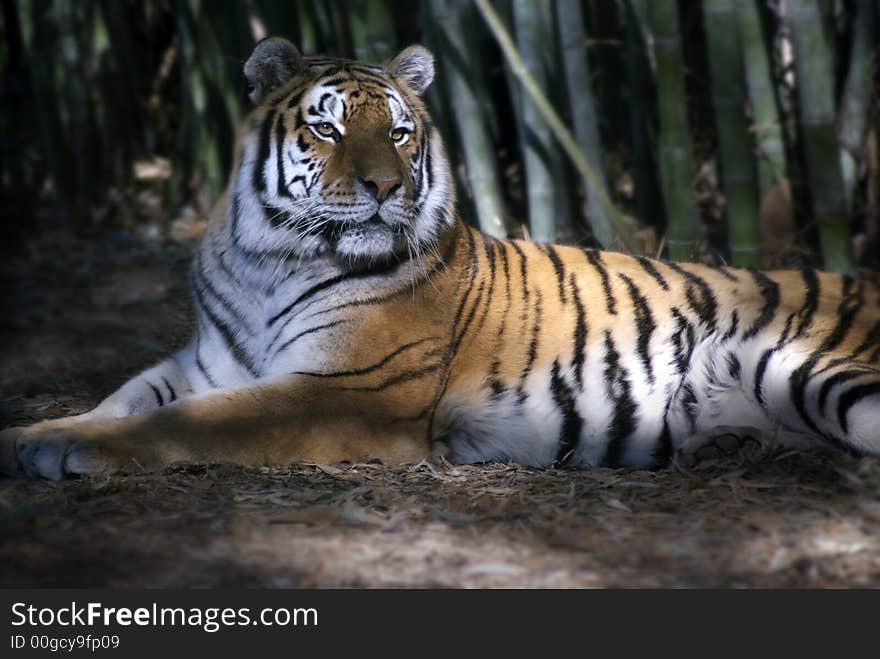 A majestic tiger rests inside a bamboo forest. A majestic tiger rests inside a bamboo forest