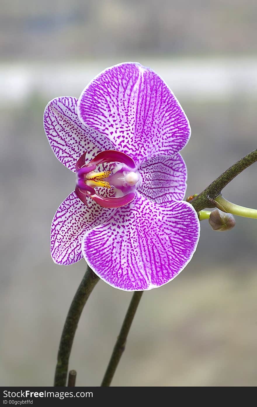 A purple orchid in bloom against a muted grey background