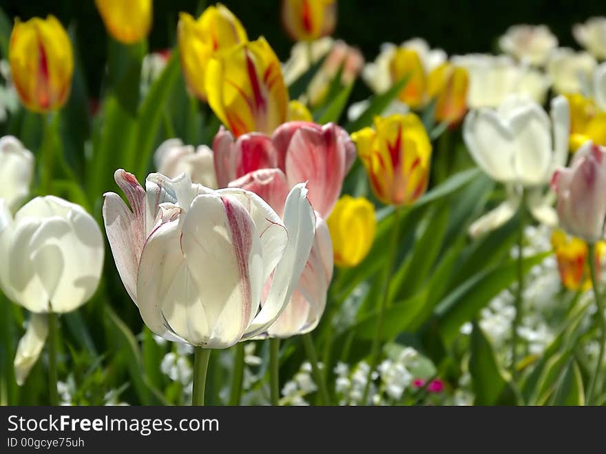 Beautiful tulips bloom in a well tended spring garden. Beautiful tulips bloom in a well tended spring garden