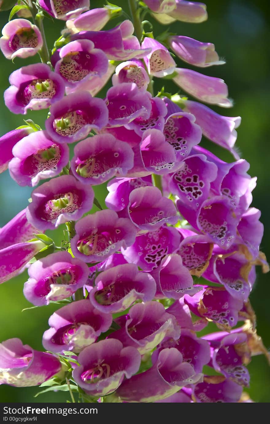 Purple Wildflowers