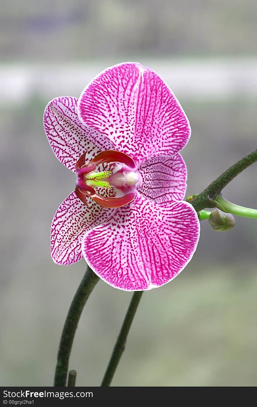 A pink orchid in bloom against a muted grey background