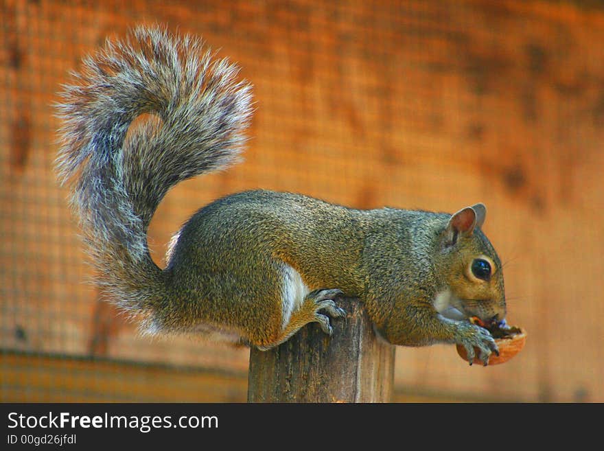 Squirrel with nut 2