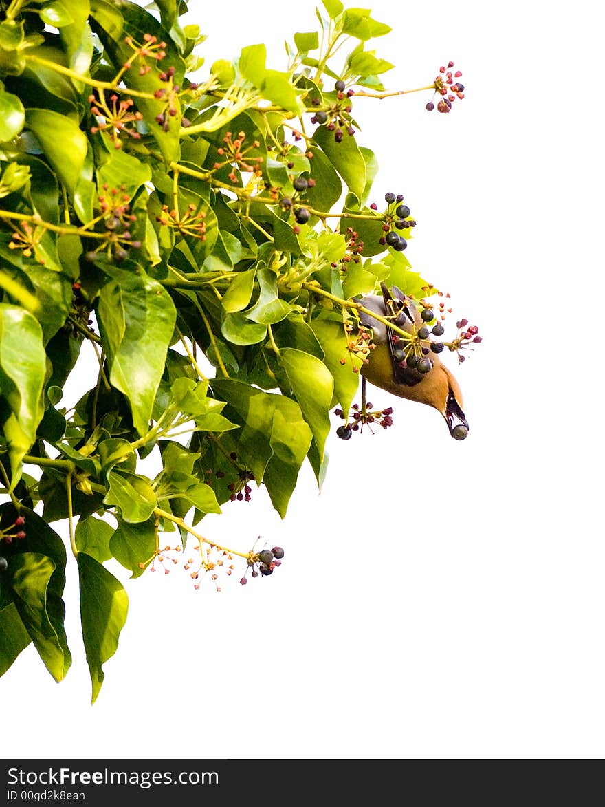 A cedar waxwing, head-down on a patch of ivy, shows off a berry in beak, isolated against a bright white sky. A cedar waxwing, head-down on a patch of ivy, shows off a berry in beak, isolated against a bright white sky