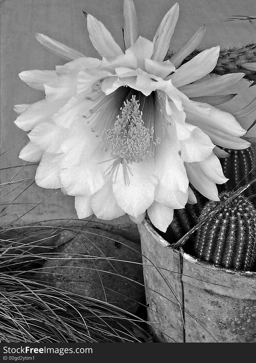 Cactus in a bucket