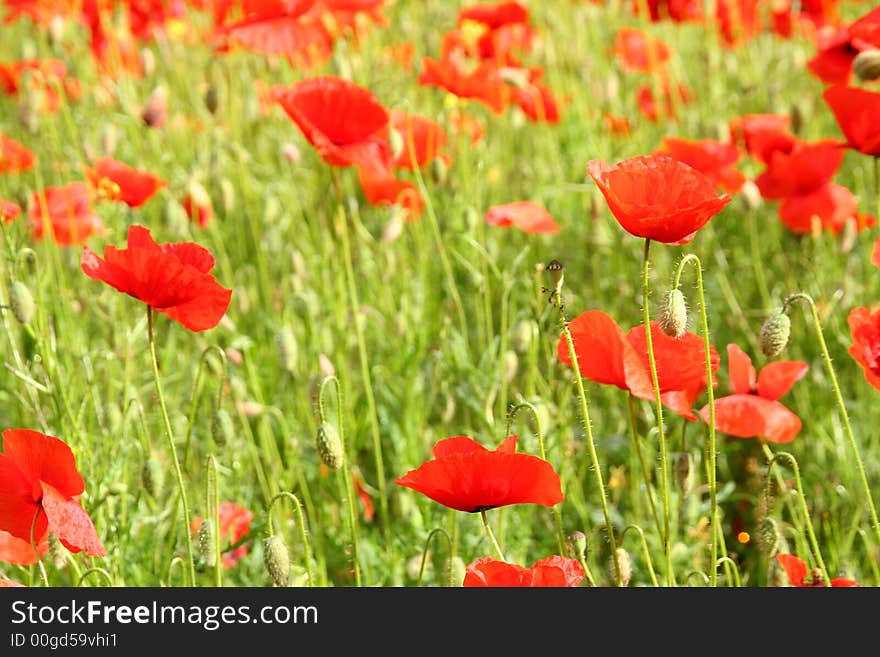 Colorful ants perspective of a poppy field with blue sky. Colorful ants perspective of a poppy field with blue sky