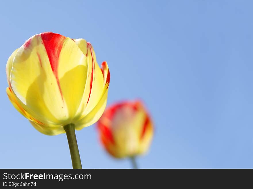 Tulips and sky