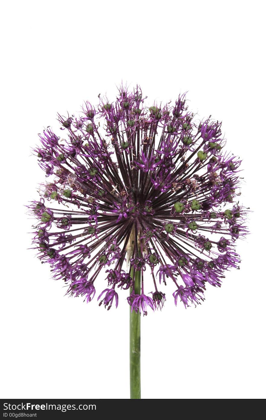 Close up of a purple allium