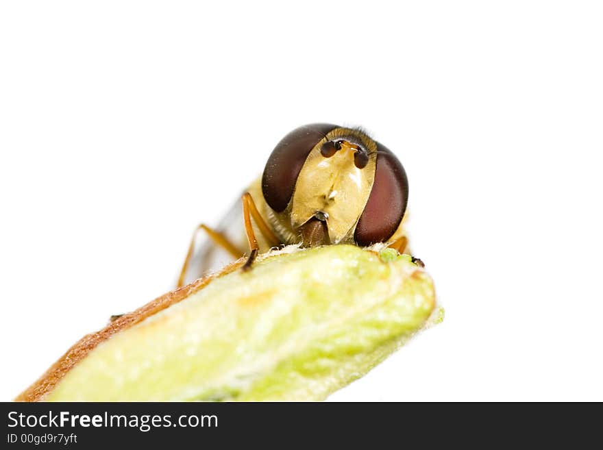 Fly with big eyes isolated on white background. Fly with big eyes isolated on white background