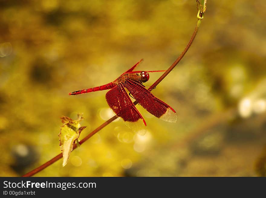 Red dragonfly perched on a plant twig near a pond