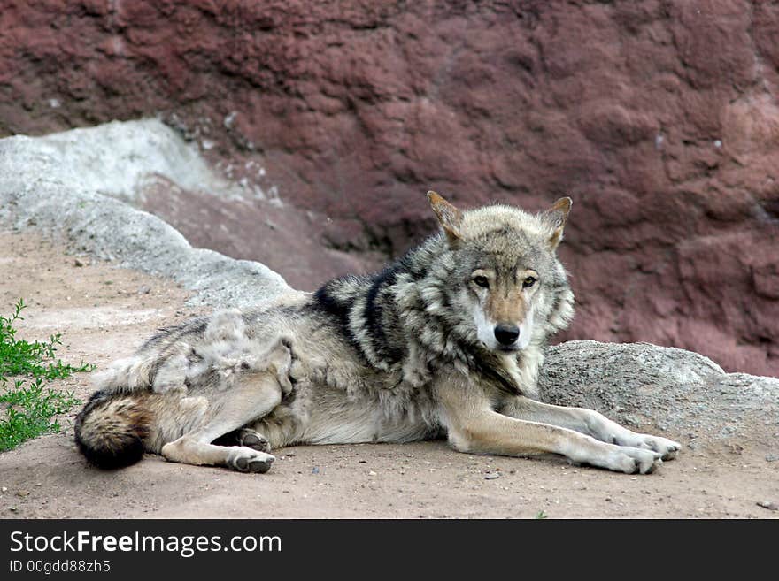 The wolf lying in the zoo