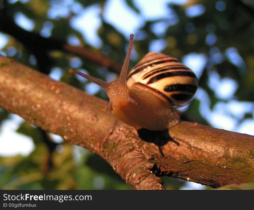 Snail in garden in sun