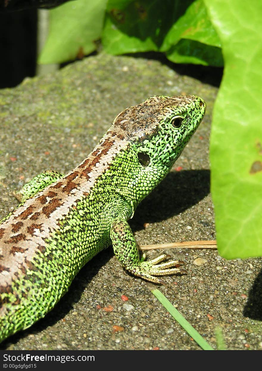 Green lizard in garden in sun