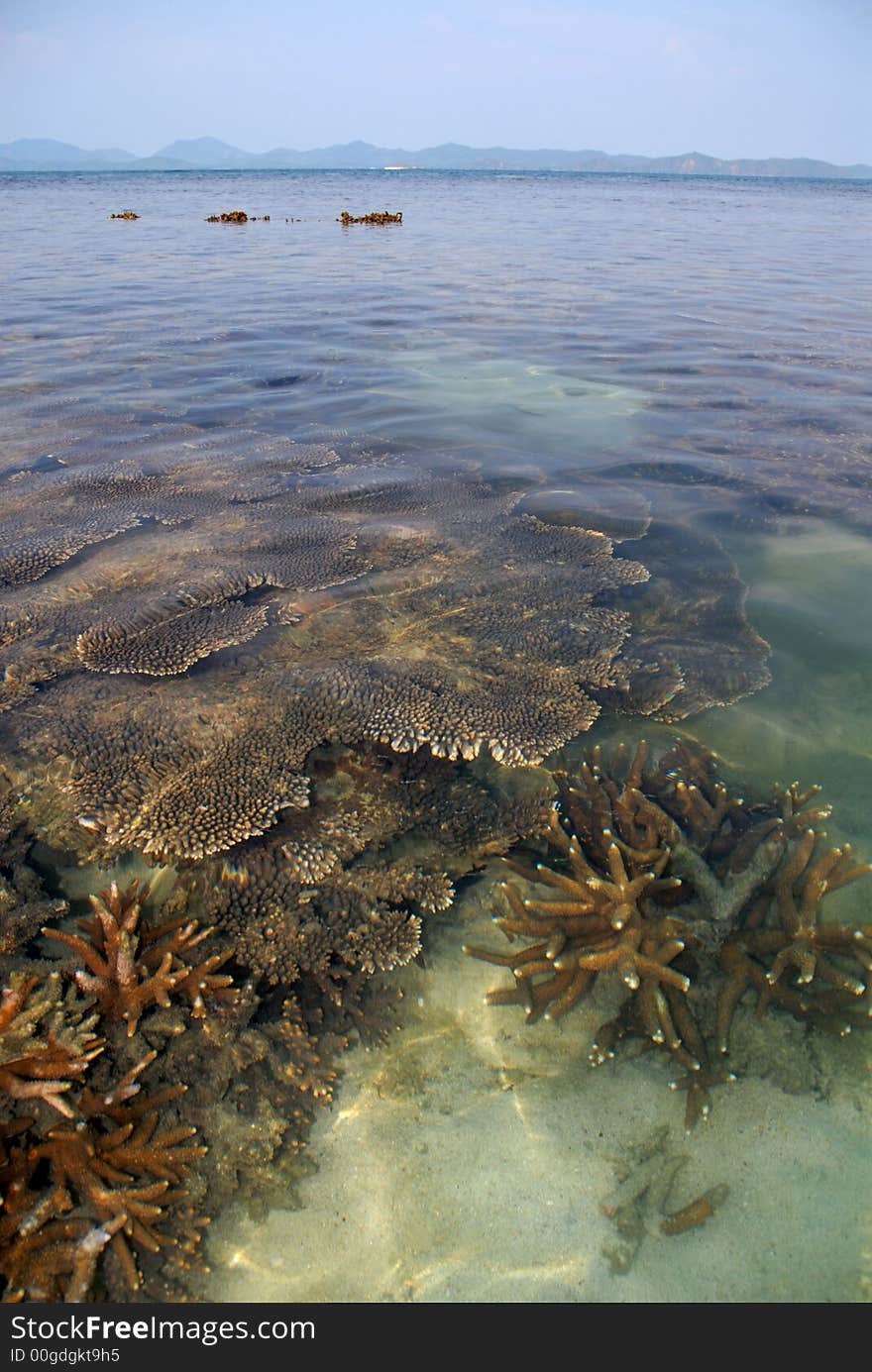 Coral islands under water