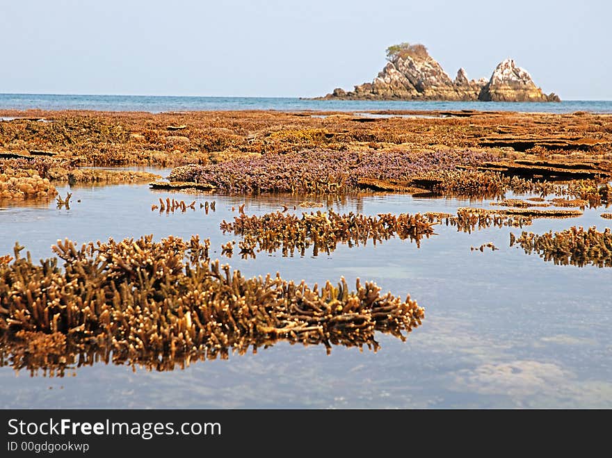 Coral islands under water