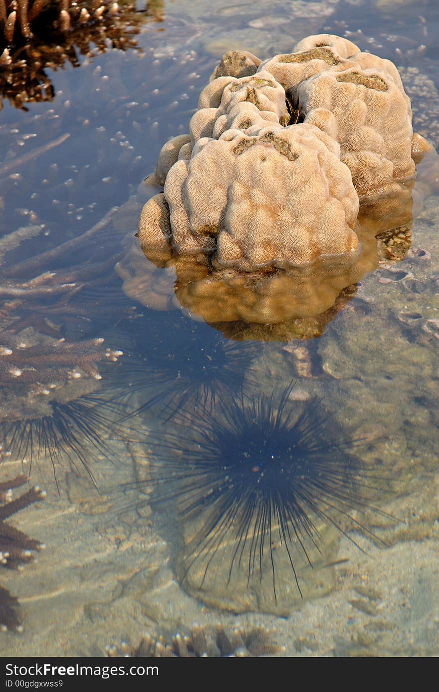 Coral islands and sea hedgehog