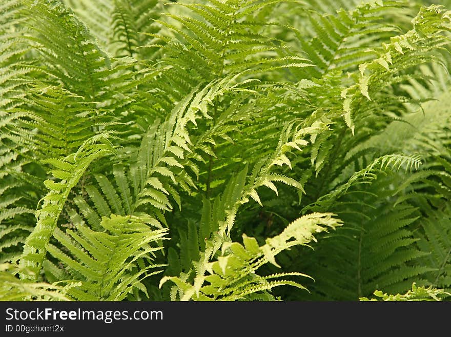 Photo of Green Fern in forest