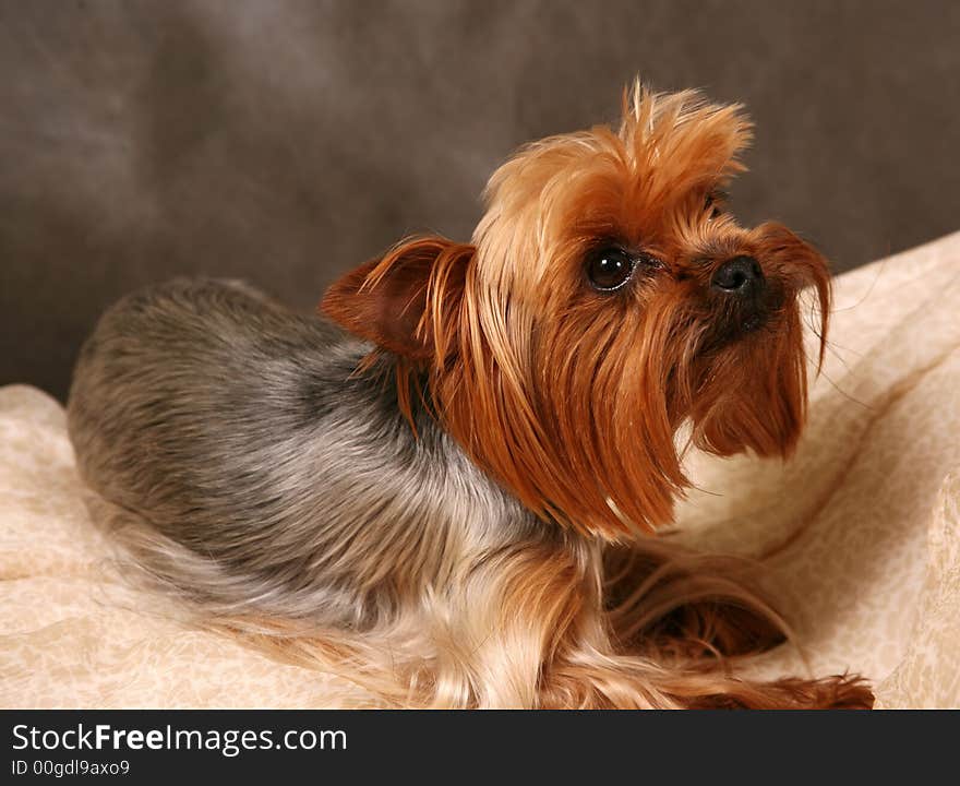 Portrait of yorkshire. Sitting in front of dark background. Portrait of yorkshire. Sitting in front of dark background