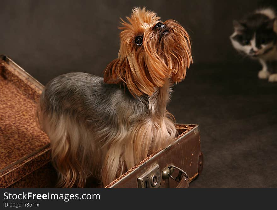 Portrait of yorkshire. Sitting in front of dark background. Portrait of yorkshire. Sitting in front of dark background