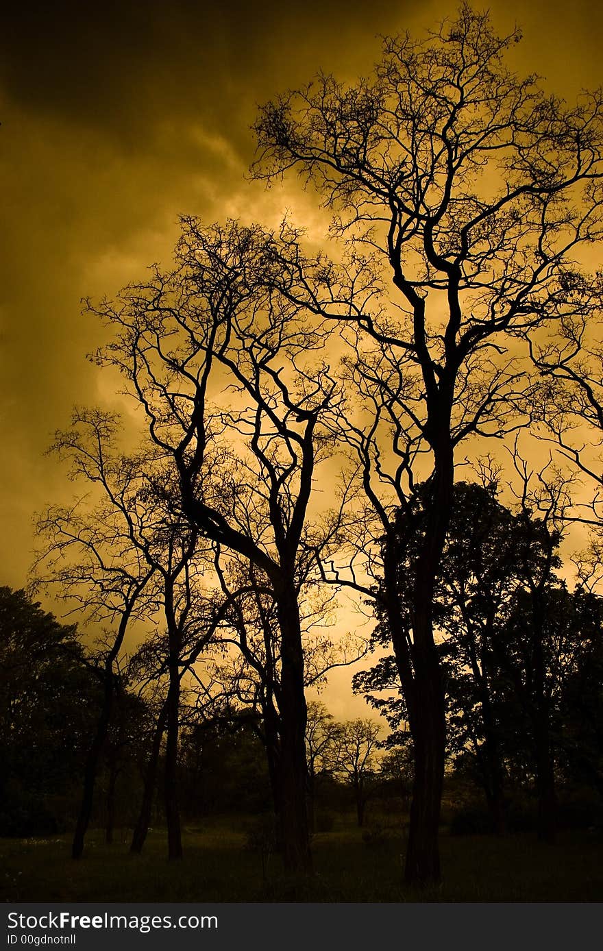 Dead trees in Torun, Poland silhouette. Dead trees in Torun, Poland silhouette