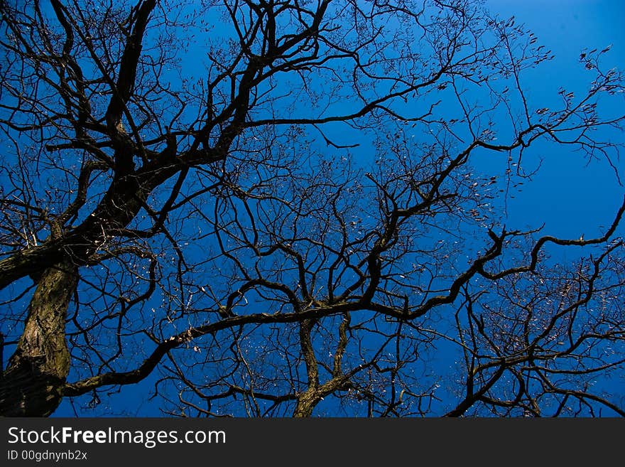 Dead trees in Torun, Poland silhouette. Dead trees in Torun, Poland silhouette