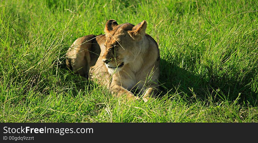 Lioness laid down in the grass Masai Mara Kenya. Lioness laid down in the grass Masai Mara Kenya