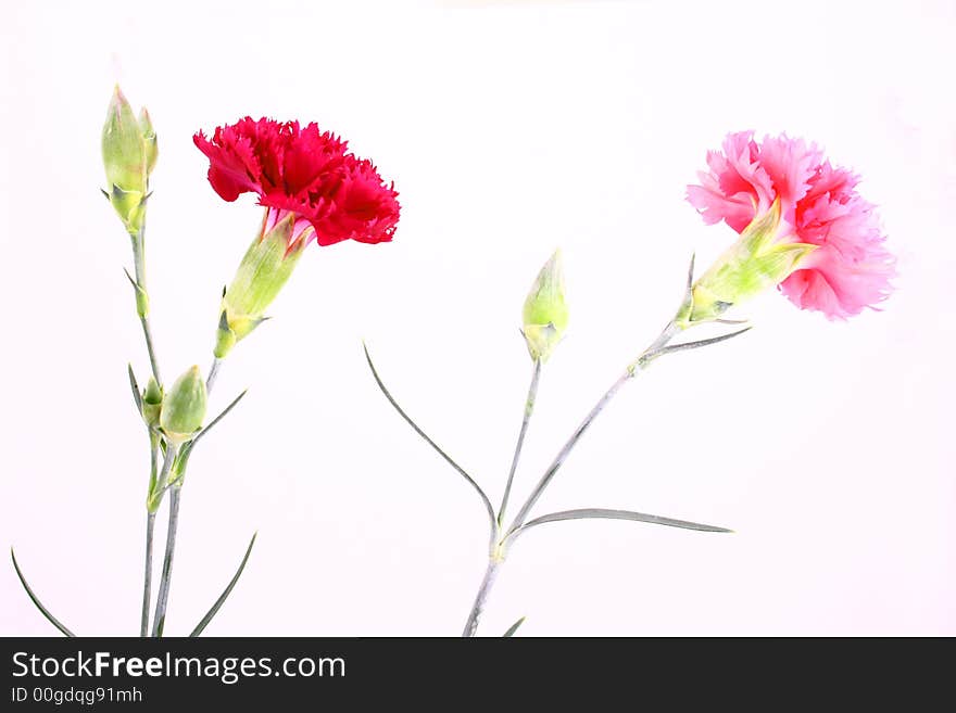 Pink flower