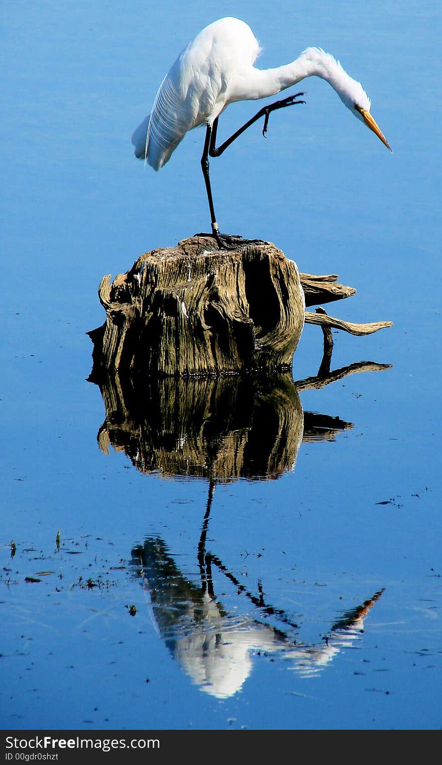 This is a white egret on a log and his reflection. This is a white egret on a log and his reflection