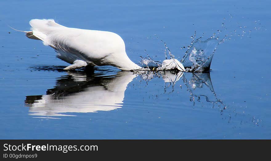 This is a white egret striking the water after a fish. This is a white egret striking the water after a fish