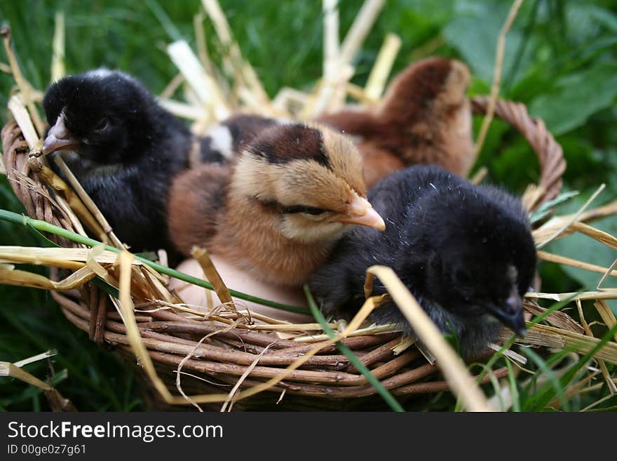 Chicken gamboge and black, farm